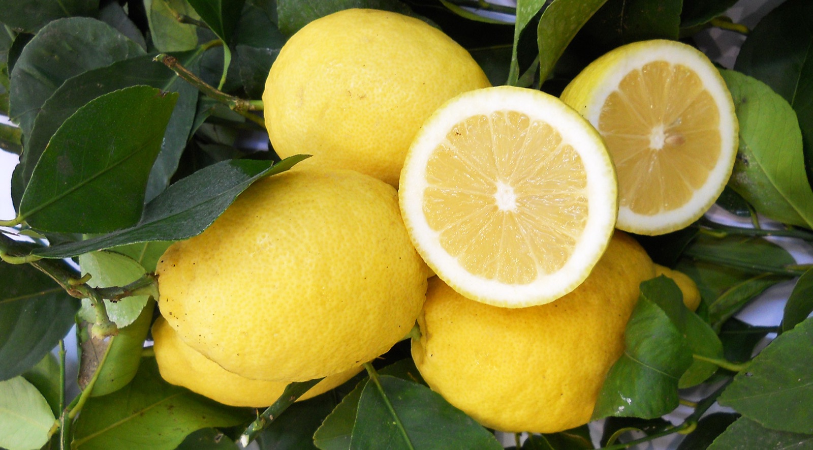 Oil & Lemon Tour